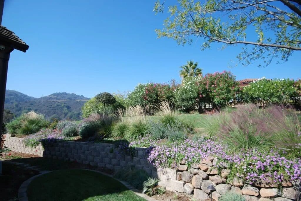 Professionally landscaped hillside garden in Saratoga featuring colorful flowers, native grasses, and a custom retaining wall using natural stone for a stunning outdoor retreat.